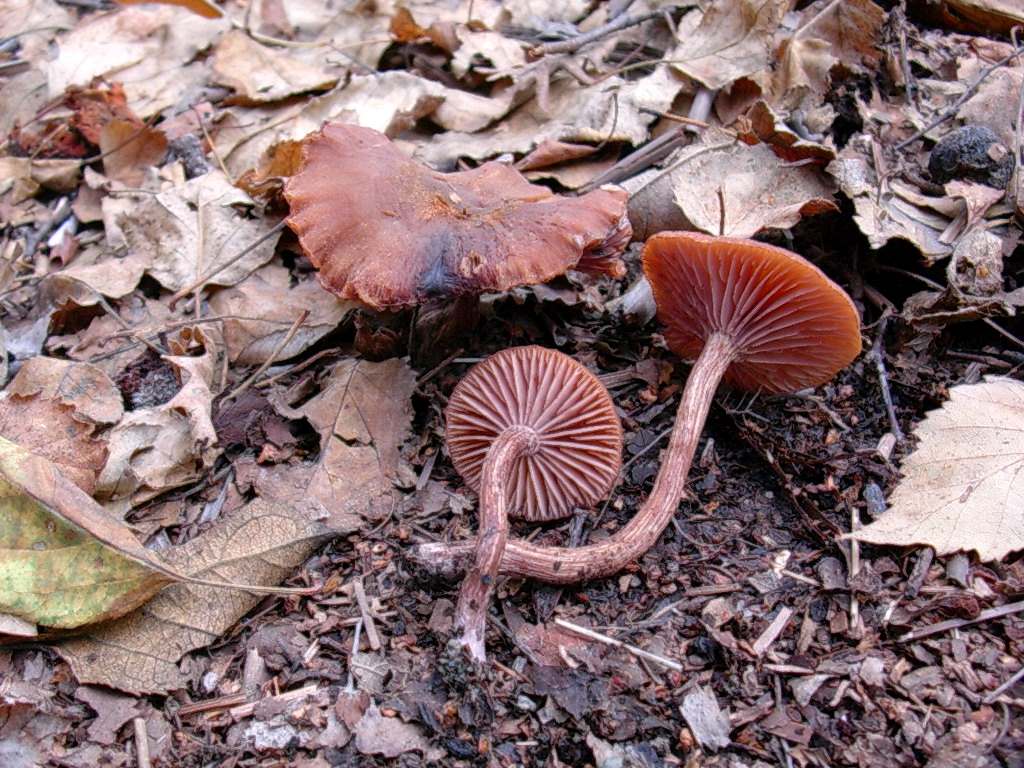 1811 Novembre vecchio ritrovamento